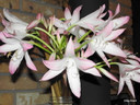 Crinum 'Summer Nocturne' - 3 bulbs