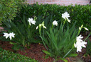 Crinum 'Jagus' (Small) - 1 bulb