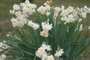 (Pack of 3) Wonderful citrus fragrance with long-lasting clusters of orange and white blooms. Zones 8b-10