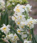 (Pack of 3) Wonderful citrus fragrance with long-lasting clusters of orange and white blooms. Zones 8b-10