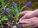 Muscari "Grape Hyacinth" - 20 bulbs