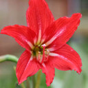 Hardy Amaryllis Bulb (Hippeastrum x johnsonii) - 1 bulb