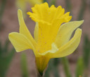 Heirloom 'Lent Lily' - 10 bulbs
