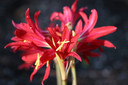 Oxblood Lily or "Schoolhouse Lily" - 4 bulbs