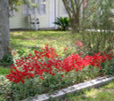 Oxblood Lily or "Schoolhouse Lily" - 4 bulbs