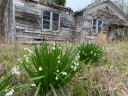 Heirloom "Snowflakes" - 10 bulbs