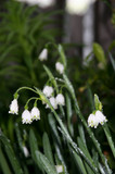 Heirloom "Snowflakes" - 10 bulbs