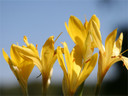 Sternbergia lutea "Autumn Daffodil" - 5 bulbs