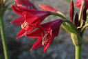 Crinum 'Ellen Bosanquet' (Regular) - 1 bulb