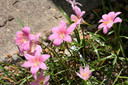 Zephyranthes grandiflora 'Pink Rain Lily' -10 bulbs