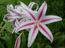 Crinum 'Stars and Stripes' - 1 bulb