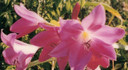 (Pack of 1) Deep Pink Colored Rare Crinum.