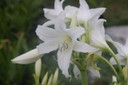 (Pack of 1) A wonderfully tough white crinum. Can be planted through the fall in the South before winter sets in. Zones 7-10