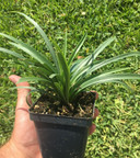 Lilium formosanum Dwarf 'Philippine Lily' - Four 4" pots 