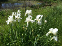 White Cemetery Iris (Iris albicans) - 5 Tubers