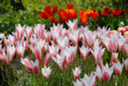 Tulipa clusiana 'Lady Jane' - 20 bulbs