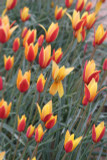 Tulipa clusiana  var. Tubergen's Gem - 20 bulbs