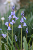 Hyacinthoides hispanica 'Spanish Bluebells' - 10 bulbs 