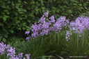 Hyacinthoides hispanica 'Spanish Bluebells' - 10 bulbs 