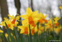 Daffodil 'Jetfire' - 5 bulbs