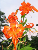 Lilium lancifolium 'Tiger Lily' - 2 bulbs