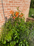 Lilium lancifolium 'Tiger Lily' - 2 bulbs
