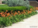 Double Orange Daylily - 5 Fleshy Roots