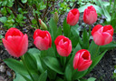 Tulipa 'Van Eijk' - 5 bulbs