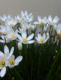 Zephyranthes candida 'White Rain Lily' - 10 bulbs