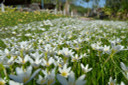 Zephyranthes candida 'White Rain Lily' - 10 bulbs