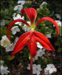 The beautiful color and form of the Aztec lily.