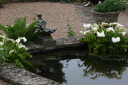 White Calla Lilies - 3 bulbs (2 small and 1 larger)