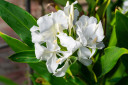 White Ginger Lily - 3 rhizomes