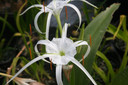 Hymenocallis 'Tropical Giant' (Regular) - 1 bulb