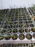 White Spider Lily (Lycoris albiflora) - 12 plugs