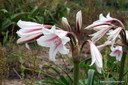 Crinum 'Milk & Wine Lily' (Regular) - 1 bulb