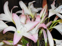 Available Now! Blush colored crinum with rosettes of foliage.  Zones 7-10