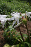 Available Now! Blush colored crinum with rosettes of foliage.  Zones 7-10