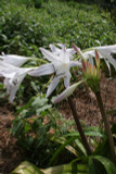 Crinum Summer Nocturne - 1 Large-Sized Bulb