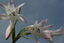 Crinum Summer Nocturne - 1 Large-Sized Bulb
