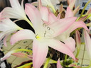 Crinum Summer Nocturne - 1 Large-Sized Bulb