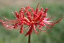 Red Spider Lily  (Lycoris radiata) Southern Heirloom Triploid - 5 bulbs 