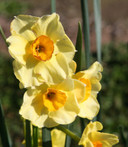 Heirloom 'Golden Dawn' - 10 bulbs