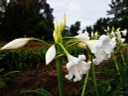 Crinum x 'Burbank's White Queen' - 1 bulb