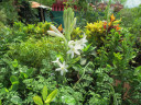 Polianthes tuberosa 'Tuberose' Single Bloom- 5 tubers