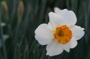 Daffodil 'Barret Browning' - 5 bulbs