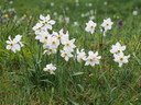 Daffodil 'Pheasant's Eye' - 5 bulbs