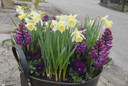 Daffodil 'W.P. Milner' -  bulbs