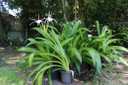 Hymenocallis 'Super Star' - 1 - 2 gallon pot