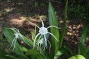 Hymenocallis 'Super Star' - 1 - 2 gallon pot